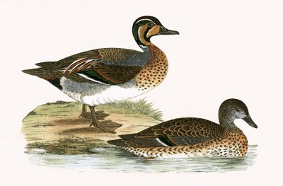 Clucking Teal, illustration från "A History of the Birds of Europe Not Observed in the British Isles" av Charles Robert Bree (1811-86), publicerad 1867 av English School