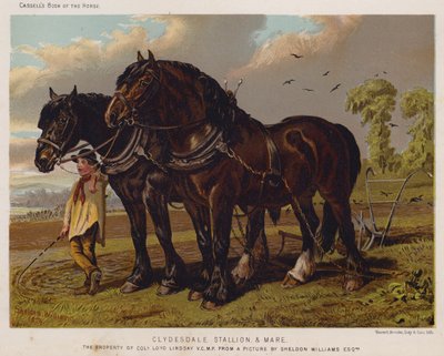 Clydesdale Stallion and Mare, överste Loyd Lindsays egendom, VC, MP av English School