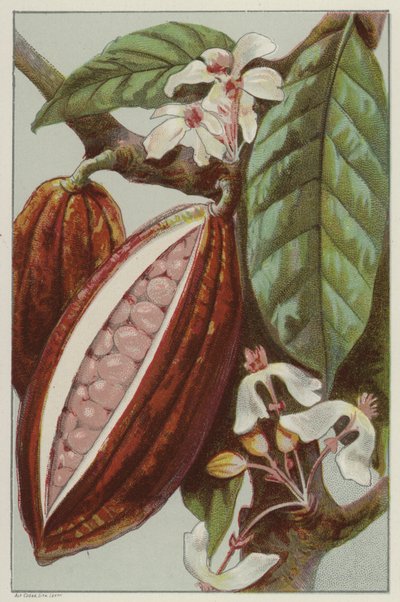 Kakaoblommor och baljor som visar insidan av en balja (chromolitho) av English School