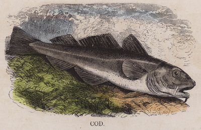 Torsk (färgad gravyr) av English School