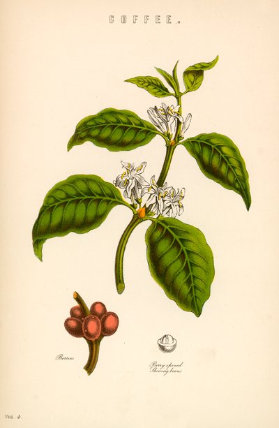 Kaffe av English School