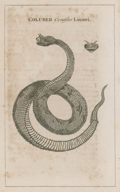 Coluber Cerastes Linnaei; Horned Viper av Egypten av English School