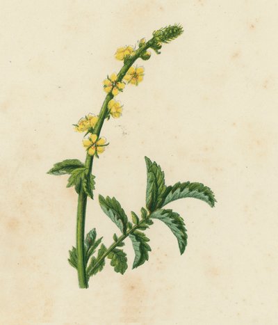 Vanlig agronom, Agrimonia Eupatoria (färglitografi) av English School