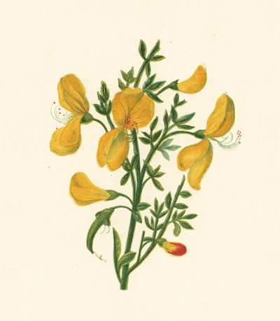 Vanlig kvast, Cytisus Scoparius (färg litho) av English School