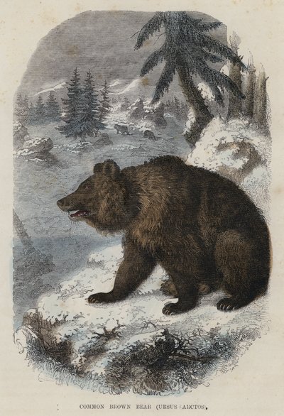 Brunbjörn, Ursus Arctos (färgad gravyr) av English School