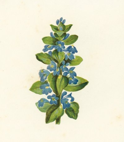 Vanlig bugge, Ajuga Reptans (färglitografi) av English School