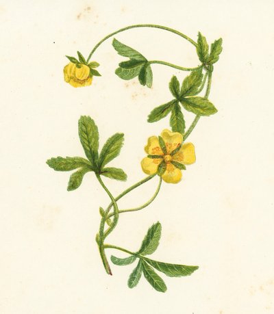 Krypnejlika, Potentilla Reptans (färglitografi) av English School