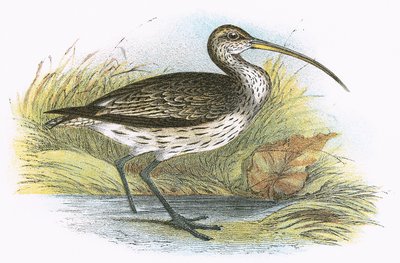 Vanlig curlew av English School