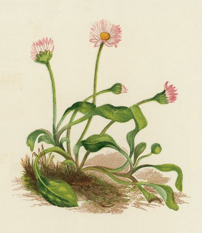 Vanlig tusensköna, Bellis Perennis (färglitografi) av English School