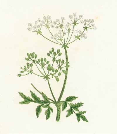 Vanlig hemlock, Conium Maculatum av English School