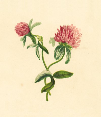 Vanlig lila trefoil, Trifolium Pratense av English School