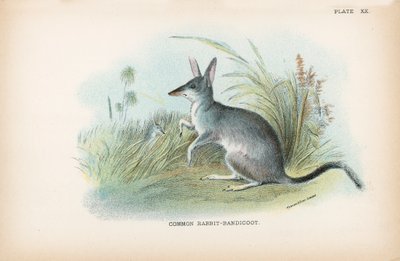 Vanlig kanin-bandicoot av English School