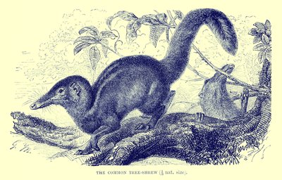 Vanlig trädspetsmus, illustration från "The Royal Natural History" (litografi) av English School