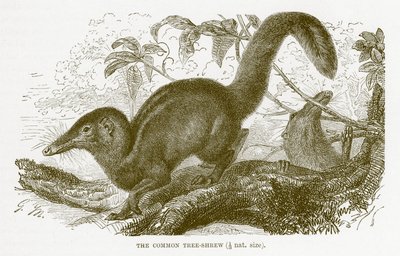 Vanlig trädspänne, illustration från Kungliga Naturhistorien av English School