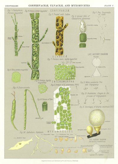 Confervaceae, Ulvaceae och Myxomycetes av English School