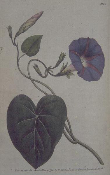 Convolvulus major, eller Purple Bind Weed (Convolvulus purpureus), tallrik 113 från William Curtis 