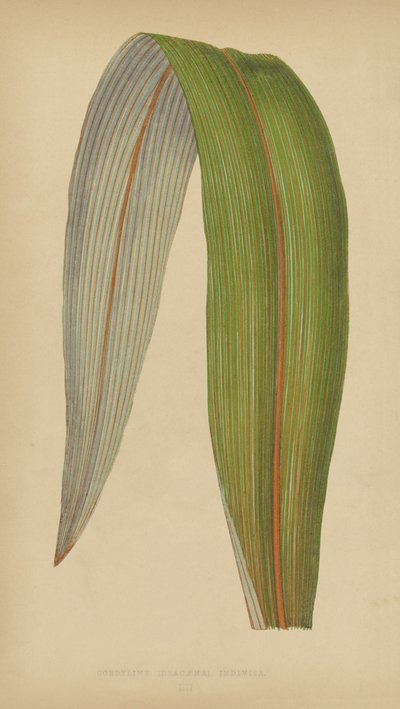 Cordyline (Dracaena) Odelad av English School