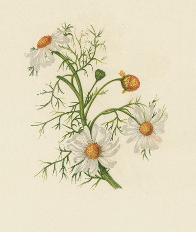 Majsfeberfew, Pyrethrum Inodorum (färg litho) av English School