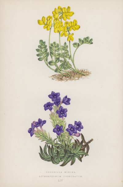 Små kronor; Lithospermum Prostratum (färg litho) av English School