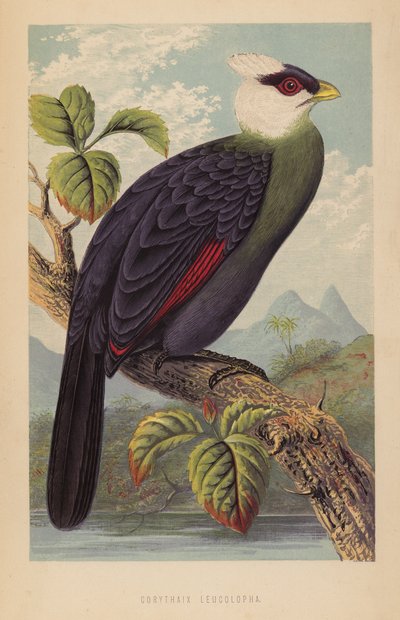 Corythaix Leucolopha (lito) av English School