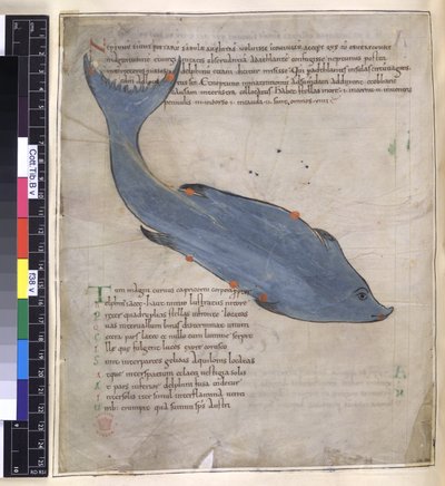 Cotton Tiberius B. V, Del I fol.38v Stjärnbilden Delphinus från 