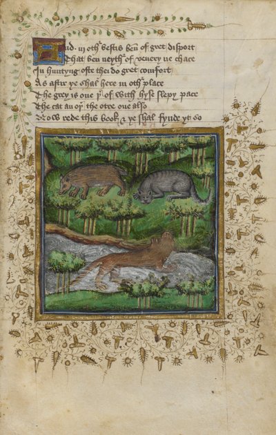 Bomull Vespasianus B. XII, f.4 Illustration av en grävling, vildkatt och utter; med vers, från en 