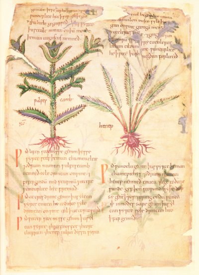 Cotton Vitellius C.III fol.30 Illustrationer av Wulfes Camb och Henep, från 
