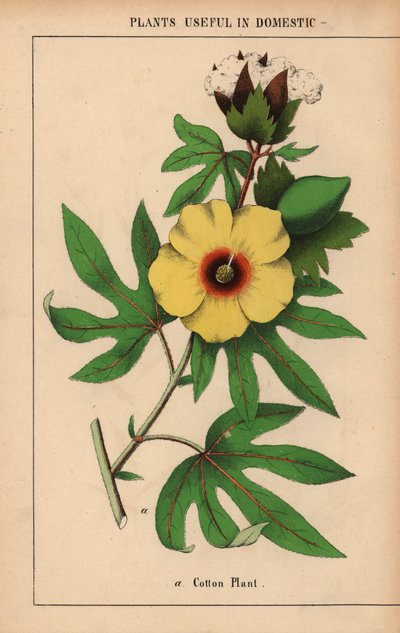 Bomullsväxt, med gul blomma och vit bomullsboll.  , från "The Instructive Picturebook, or Lessons from the Vegetable World," [Charlotte Mary Yonge], Edinburgh av English School