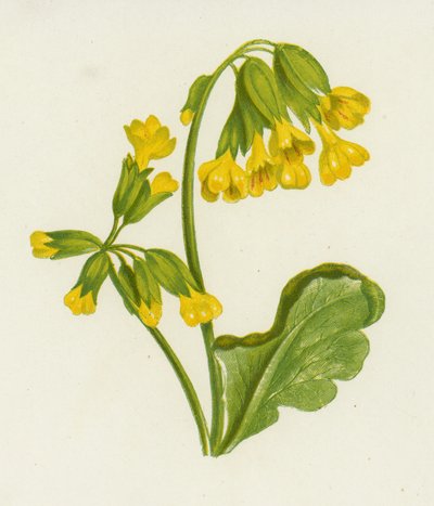 Cowslip, Spring Primula (färg litho) av English School