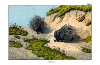 Crested Porcupine av English School
