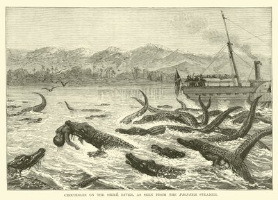 Krokodiler på Shire River, sett från Pioneer Steamer av English School