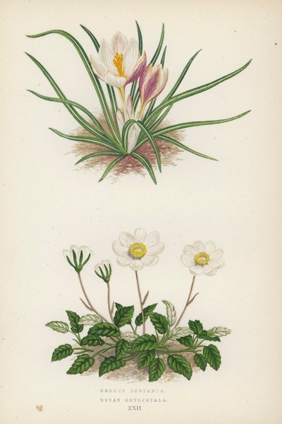Crocus Boryanus; Dryas Octopetala (färglitografi) av English School