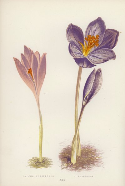 Crocus Nudiflorus; C Speciosus (färg litho) av English School