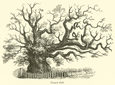 Crouch Oak av English School