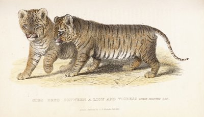 Ungar uppfödda mellan ett lejon och en tigress, tre månader gamla, 1827-1835 av English School