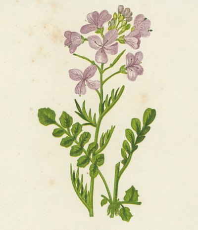 Gökblomster, Cardamine Pratensis (färglitografi) av English School