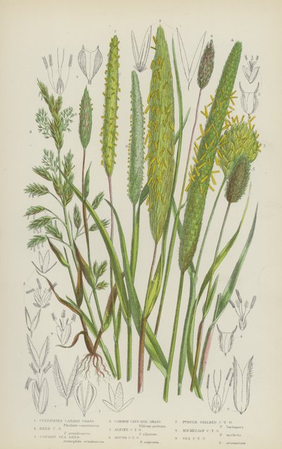 Odlat kanariefräs, kanariefräs, vanlig sjövass, vanlig kattsvans (färg litho) av English School