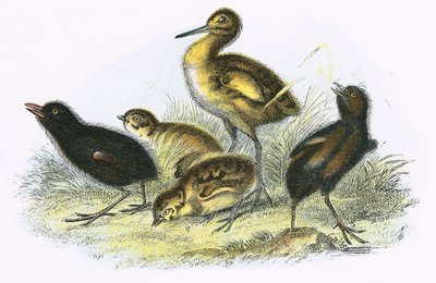Curlew, Land Rail, Partridge och Morhöna (medurs) av English School