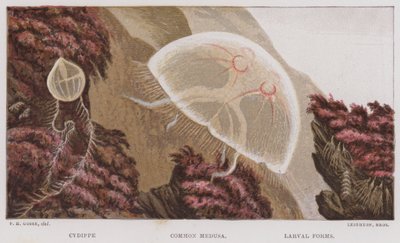 Cydippe, vanlig medusa, larvformer (färg litho) av English School