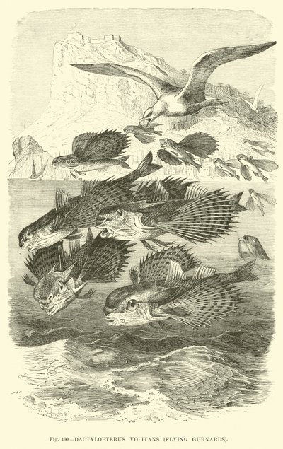Dactylopterus Volitans, Flygande Gurnards av English School