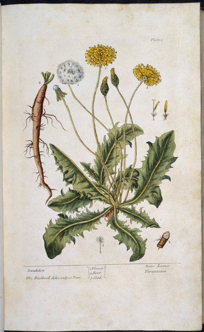 Maskros, från "A Curious Herbal..." av Elizabeth Blackwell av English School