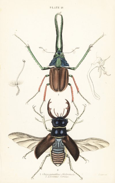 Darwins skalbagge, Grants hjortbagge eller den chilenska hjortbaggen, Chiasognathus grantii 1, och den europeiska hjortbaggen, Lucanus cervus av English School