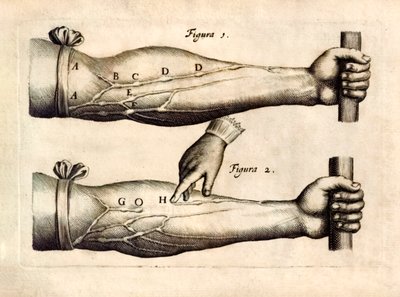De Motu Cordi, uppsättning Sanguinis i Animalibus