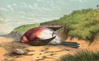 Död rödhake av English School