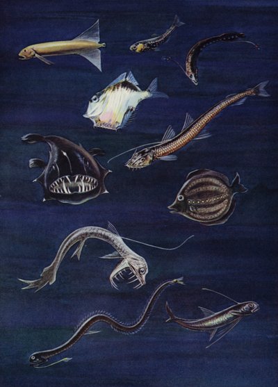 Djuphavsfisk (färg litho) av English School