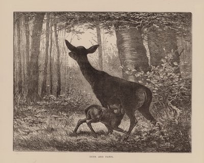 Hjort och rådjur (gravyr) av English School