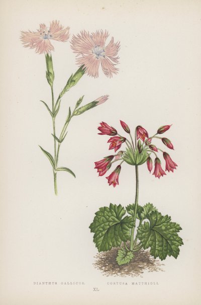 Dianthus Gallicus; Cortusa Matthioli (färg litho) av English School