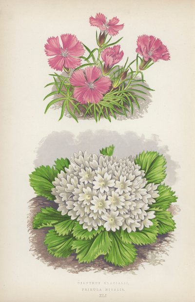 Dianthus Glacialis; Primula Nivalis (färglitografi) av English School