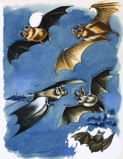 Verschiedene Fledermausarten von English School