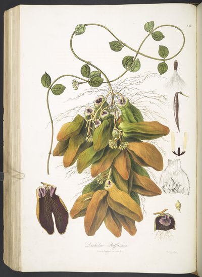 Dischidia Rafflesiana, tavla 142 från 